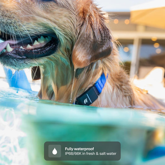 Fi Series 3+ GPS Dog Collar — 6-Month Membership Included